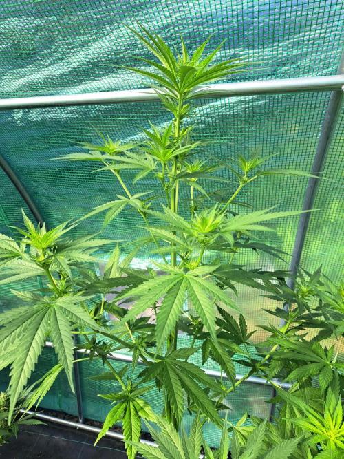 Clementine Slush. Week 8 - DAY62 Plant #1