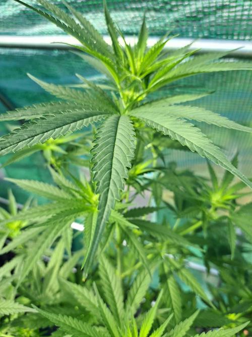 Clementine Slush. Week 8 - DAY62 Plant #1
