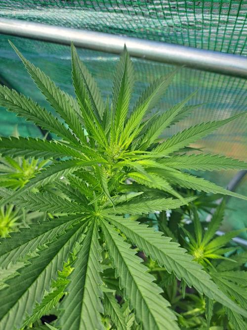 Clementine Slush. Week 8 - DAY62 Plant #1