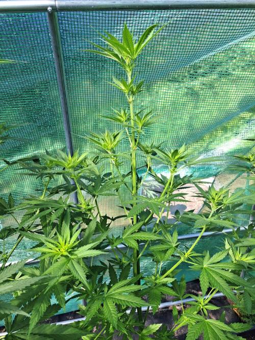 Clementine Slush. Week 8 - DAY62 Plant #2