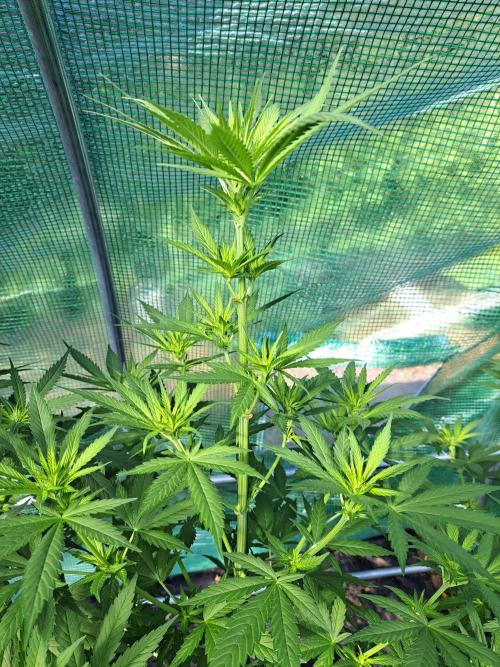 Clementine Slush. Week 8 - DAY62 Plant #2