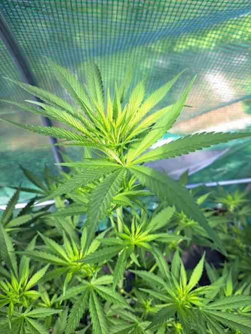 Clementine Slush. Week 8 - DAY62 Plant #2
