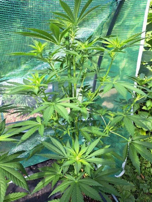 Clementine Slush. Week 8 - DAY62 Plant #3
