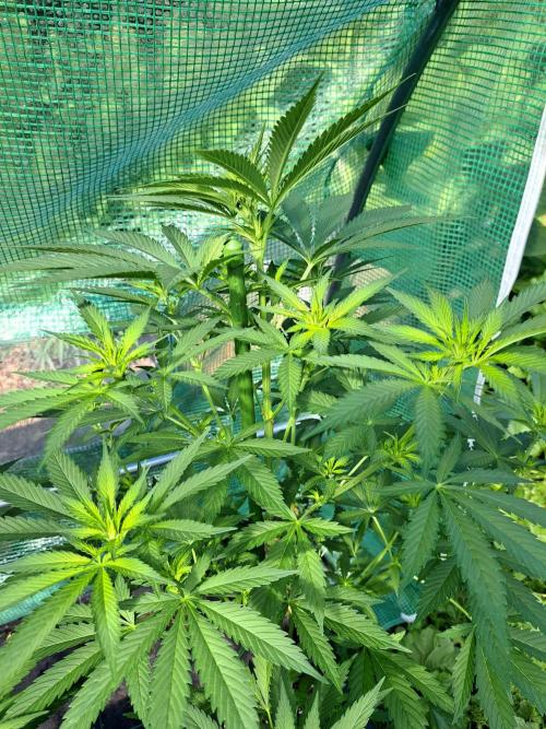 Clementine Slush. Week 8 - DAY62 Plant #3