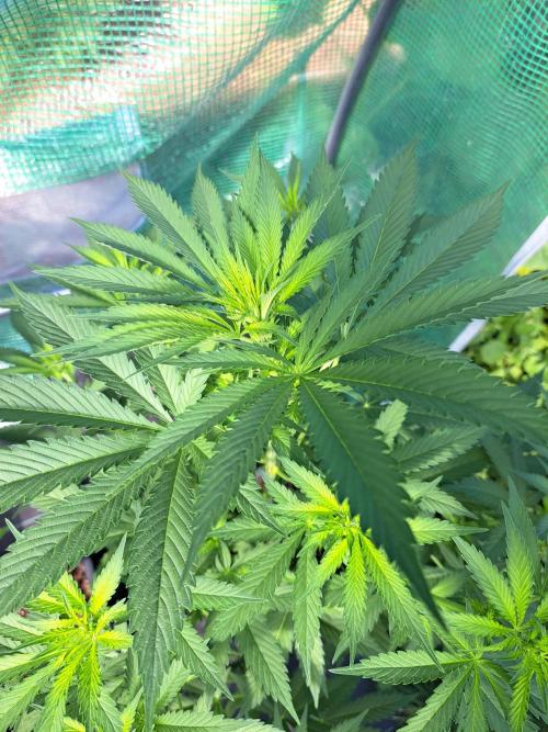 Clementine Slush. Week 8 - DAY62 Plant #3