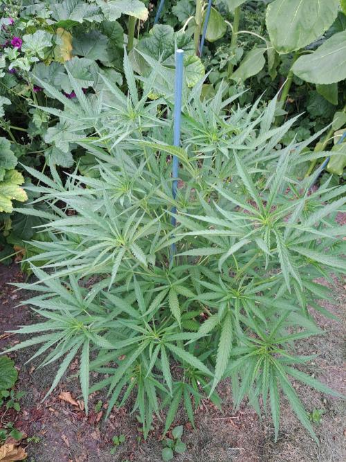 OUT Biscotti#7 CLONE. Week 9 - DAY62 Plant #1