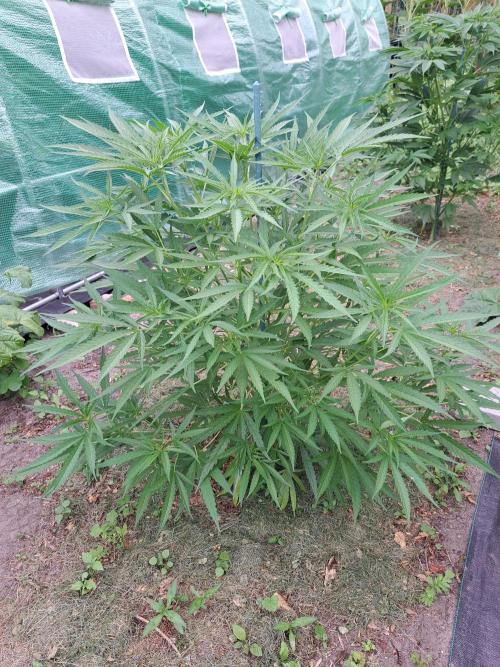 OUT Biscotti#7 CLONE. Week 9 - DAY62 Plant #2