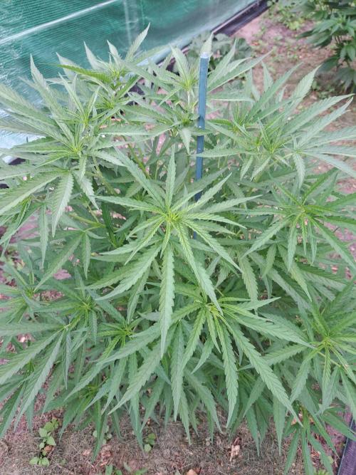 Biscotti. Week 9