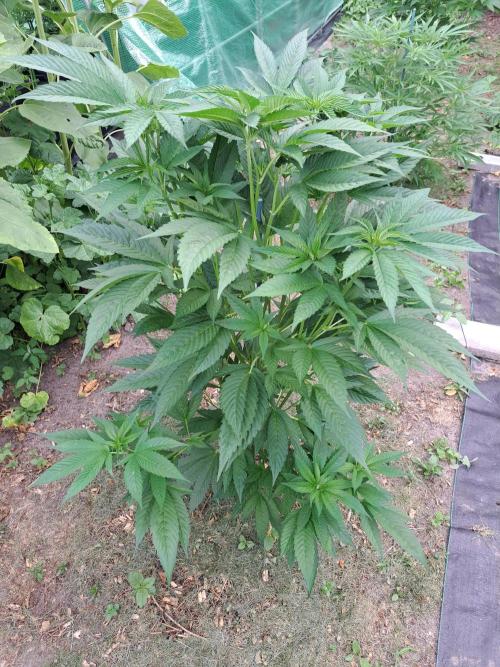 OUT Cookies Gelato CLONE. Week 9 - DAY62 Plant #1