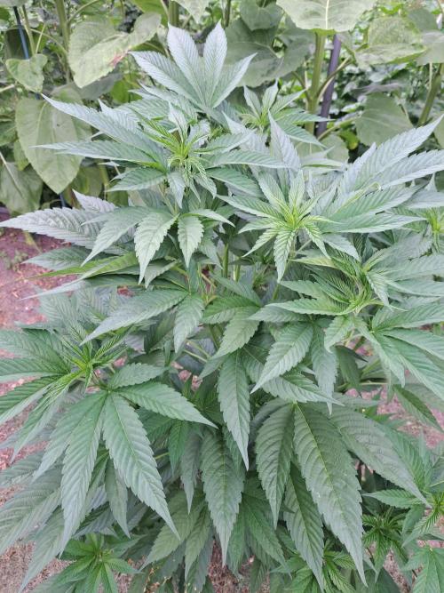 OUT Cookies Gelato CLONE. Week 9 - DAY62 Plant #1