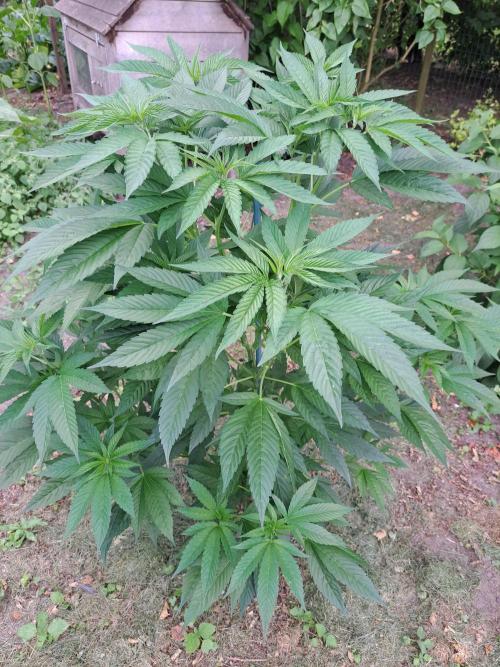OUT Cookies Gelato CLONE. Week 9 - DAY62 Plant #2