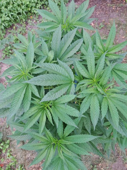 Cookies Gelato. Week 9