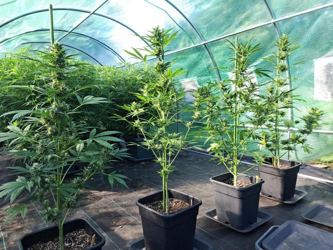 Mikromachine Auto. Week 9 - DAY69 All 4 plants