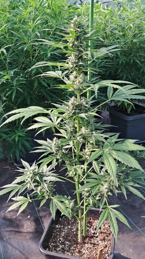 Mikromachine Auto