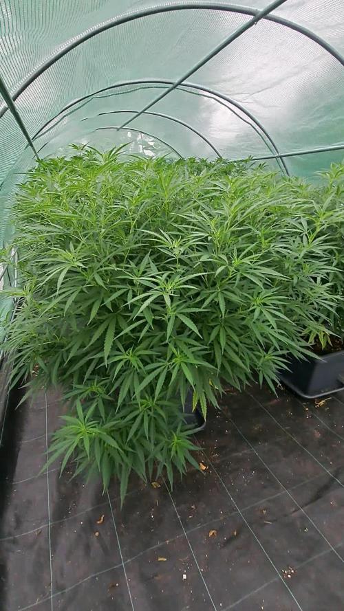 GH Biscotti#7 Zamnesia CLONE
