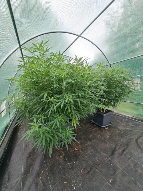 GH Biscotti#7 Zamnesia CLONE. Week 20 - DAY145