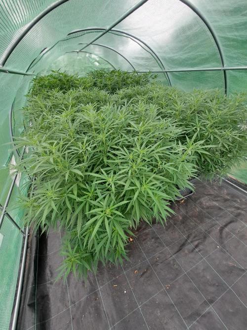 GH Biscotti#7 Zamnesia CLONE. Week 20 - DAY145