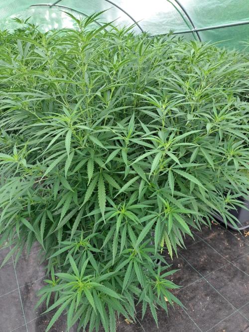 GH Biscotti#7 Zamnesia CLONE. Week 20 - DAY145