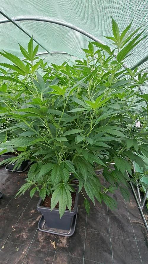 GH Cookies Gelato CLONE