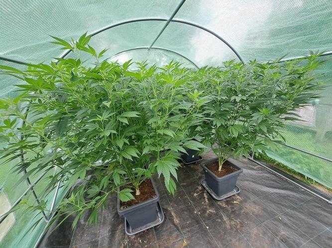 GH Cookies Gelato CLONE. Week 19 - DAY145