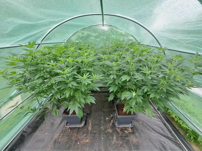 GH Cookies Gelato CLONE. Week 19 - DAY145