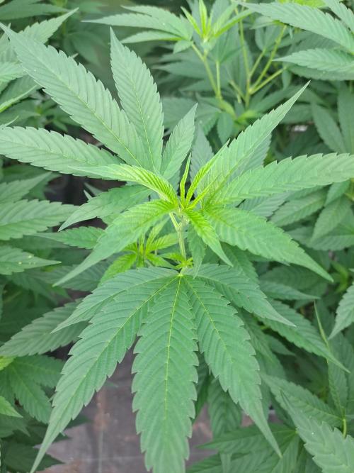 GH Cookies Gelato CLONE. Week 19 - DAY145