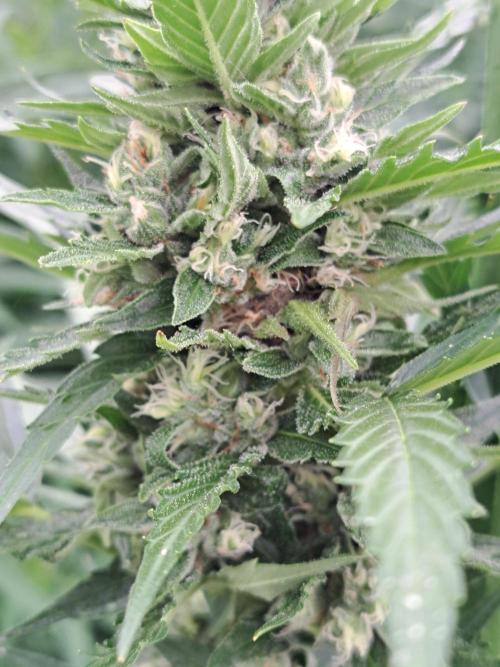 Mikromachine Auto. Week 9 - DAY69 Budrot in Plant # 3