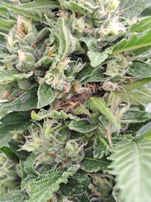 Mikromachine Auto. Week 9