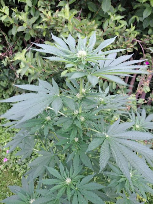 Zoap Rosé. Week 9 - DAY69