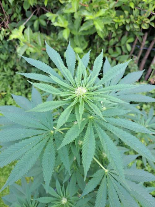 Zoap Rosé. Week 9 - DAY69