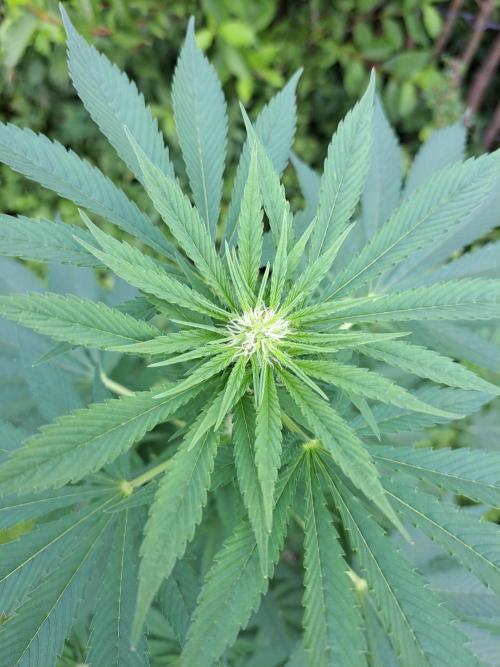 Zoap Rose. Week 9