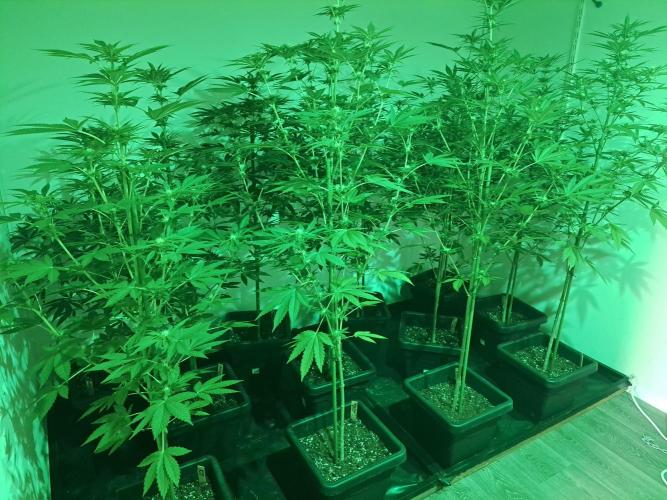 Zoap Rose. Week 9