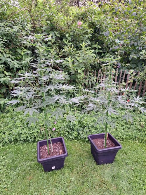 Permant Marker X Georgia Pie. Week 9 - DAY69 Plant #1 (left) & Plant #2 (right)
