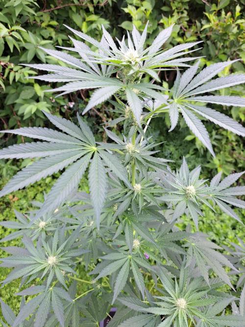 Permant Marker X Georgia Pie. Week 9 - DAY69 Plant #1