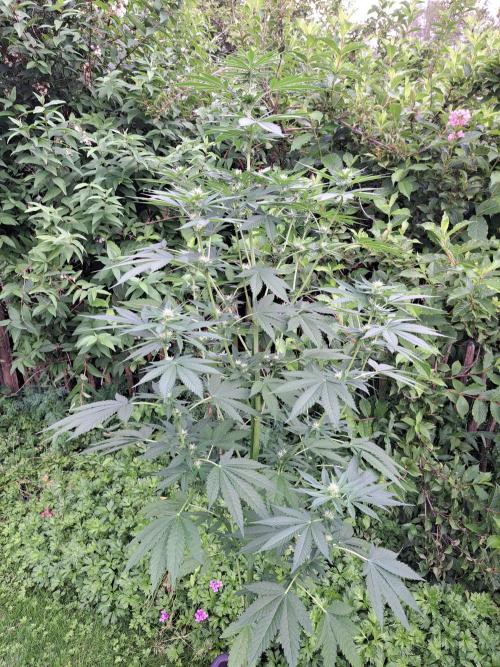 Sour Papaya. Week 9 - DAY69 Plant#1