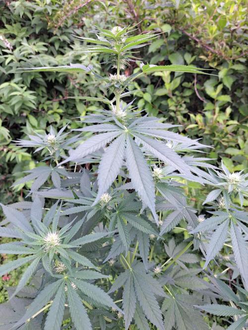 Sour Papaya. Week 9 - DAY69 Plant#1