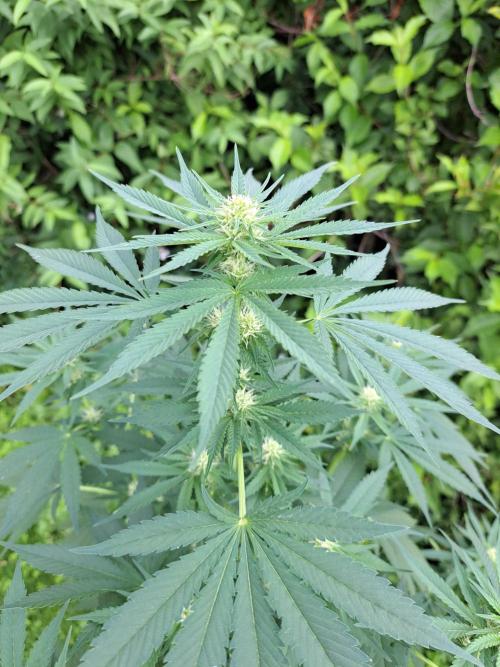 Sour Papaya. Week 9 - DAY69 Plant#1