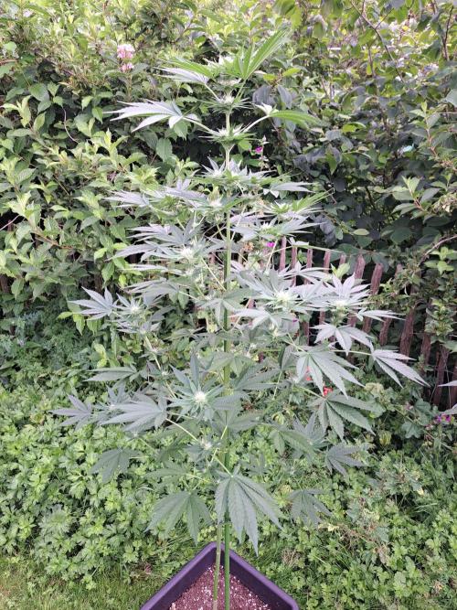 Sour Papaya. Week 9 - DAY69 Plant#2