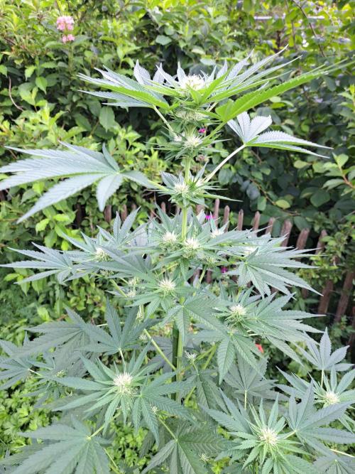 Sour Papaya. Week 9 - DAY69 Plant#2