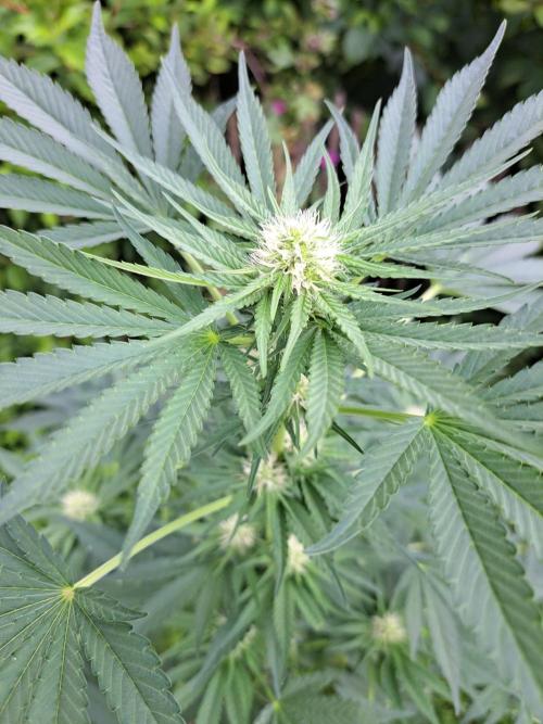 Sour Papaya. Week 9 - DAY69 Plant#2