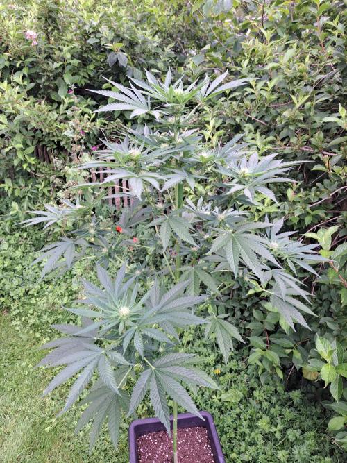 Sour Papaya. Week 9 - DAY69 Plant#3