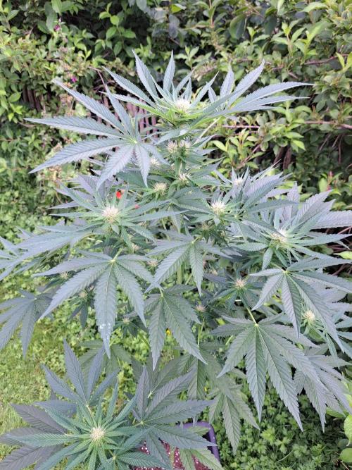 Sour Papaya. Week 9 - DAY69 Plant#3