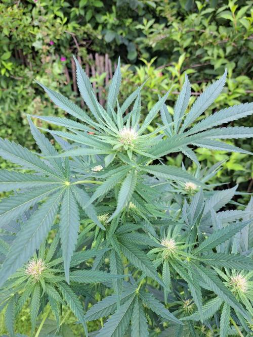 Sour Papaya. Week 9 - DAY69 Plant#3