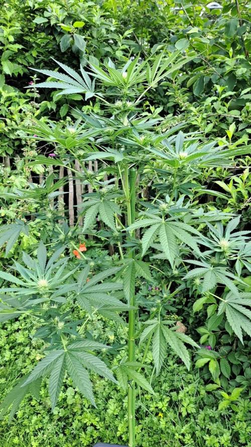 Sour Papaya
