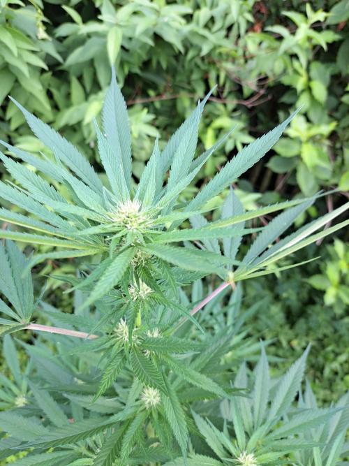 Amnesia Haze Go Fast. Week 9 - DAY69 Plant #1
