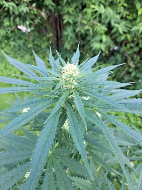 Clementine Slush. Week 9 - DAY69 Plant #1