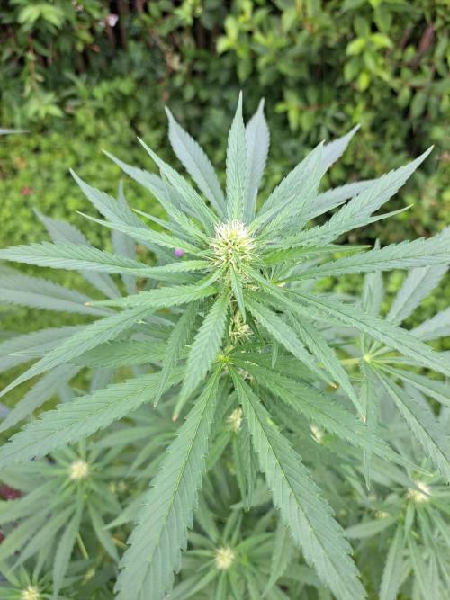 Clementine Slush. Week 9 - DAY69 Plant #2
