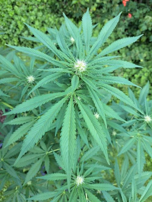Clementine Slush. Week 9