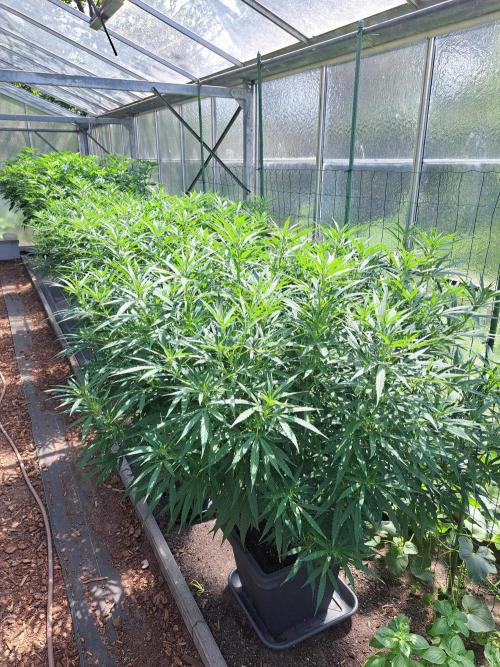 GH Biscotti#7 Zamnesia CLONE. Week 21 - DAY150