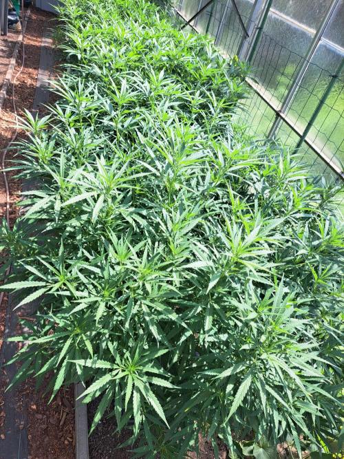 GH Biscotti#7 Zamnesia CLONE. Week 21 - DAY150